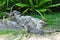 A close up of black spiny-tailed iguana Ctenosaura similis at Tulum archeological site, Tulum, Yucatan, Mexico, Central America.