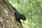 Close up of black squirrel on side of tree.