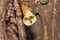 Close up black Stingless bee on nest