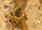 Close up black Stingless bee on nest