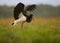 Close up Black Stork, Ciconia nigra with outstretched wings in meadow