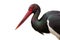 Close up of black stork looking into camera isolated on white background