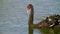 Close up. Black Swan floating on the water. Bird floats on water. Colorful water surface. Russia, Krasnodar, German