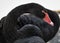 Close-up of black swan head. Black swan, Cygnus atratus, single bird head
