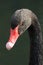 Close-up of black swan turning towards camera