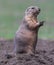 Close up of a Black-tailed prairie dog