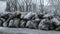 Close-up of black trash bags piled up In the city against house. Black and white.