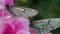 Close-up of black-veined White butterfly Aporia crataegi sitting on bright pink peony