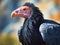 Close up of black vulture with pink beak