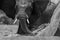 A close up black and white action portrait of a submerged swimming elephant