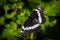 Close up of a Black and White Adirondack Butterfly on a Leaf