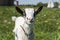 Close up black and white baby goat on a chain against grass flowers building on a background. White ridiculous kid is