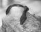 Close up black and white Bevel Nosed Boa Snake on Hand
