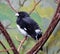 Close-up black-and-white bird sits on a branch. Sporophila luctuosa from South America,