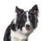 Close-up of black and white Border Collie dog intrigued