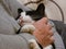 Close up of black and white cat getting petted