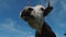 Close up of black and white cow graze in meadow on sky background
