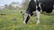 Close up of a Black and White Cow`s Head Grazing in the Pasture, eating Green Grass