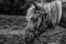 Close-up of black and white horse heads