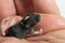 Close-up black and white newborn blind mouse baby on human hand