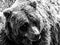 A close up black and white portrait of a brown grizzly bear lying in the grass. The mammal is a dangerous predator animal, but is