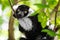 Close up of a black and white ruffed lemur perched on a branch