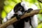 Close up of a black and white ruffed lemur perched on a branch