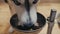 Close up of black and white siberian husky with blue eyes dog eating food