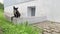 Close up a black and white stray cat is resting outside on a Sunny day. Young tabby cat washing while sitting near the