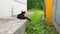 Close up a black and white stray cat is resting outside on a Sunny day. Young tabby cat washing while sitting near the