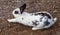 Close up of a black and white wild rabbit having a stretch