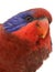 Close-up of a Black-winged Lory