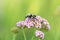 close-up black and yellow hairy beetle sitting on lilac inflorescence of yarrow