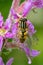 Close up of a Black and Yellow Hoverfly feeding on nectar on purple flowers in the garden