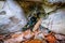 Close up of a black and yellow salamander hiding in its hideout under a stone