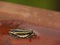 Close up of Black and yellow striped tiny African frog in puddle