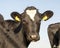 Close up of a black young cow with pouting bottom lip and with a white spot on her forehead