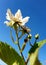 Close up of a blackberry flower and buds on a sunny day.