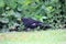 A close up of a Blackbird