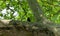 Close-up on a blackbird singing in a plane tree