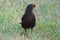 Close up of a blackbird with yellow beak looking for food in the grass