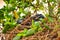 A close up of a blacksnake by the Catawba river.