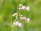 Close-up of bladder campion or maidenstears plant Silene vulgaris