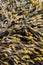 Close up of Bladder Wrack seaweed Fucus vesiculosus