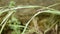 Close up of blade of grass with rain drops , relaxing nature view