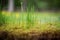 Close up of blades of grass, deep perspective, soft background