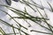 Close up of blades of grass under the snow