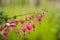 Close-up of bleeding heart flower