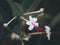 Close up of a Bleeding-heart vine flower on a blurred natural background