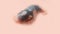 A close-up of a blind and hairless little mouse lies on a peach-pink background with. Color of the year 2024 - peach